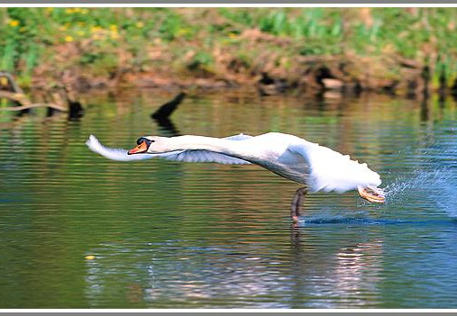 Höckerschwan (Cygnus olor)