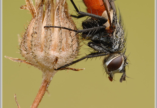 Raupenfliege (Cylindromyia spec.)