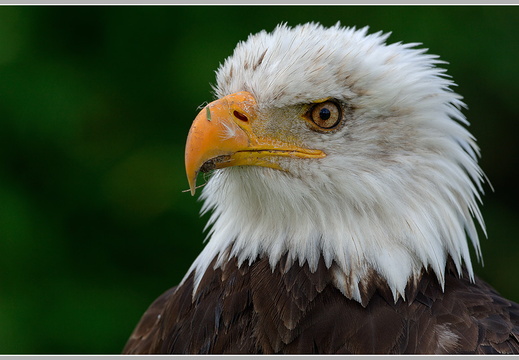 Weißkopfseeadler (Haliaeetus leucocephalus)