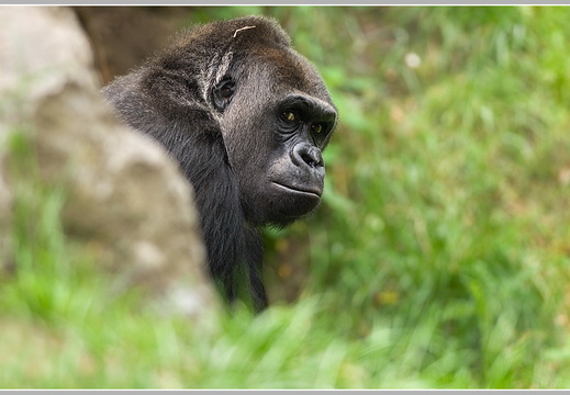 Gorilla (Gorilla gorilla)