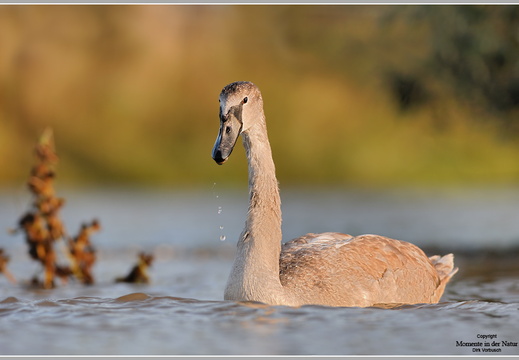 Höckerschwan (Cygnus olor)