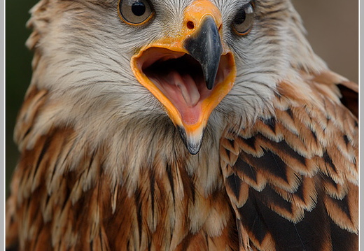 Rotmilan (Milvus milvus)