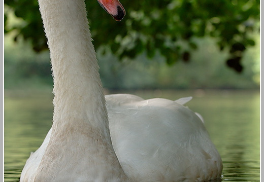 Höckerschwan (Cygnus olor)
