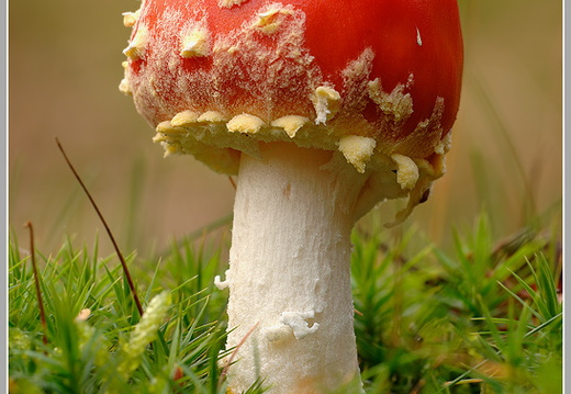 Fliegenpilz (Amanita muscaria)