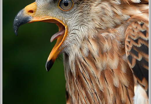 Rotmilan (Milvus milvus)