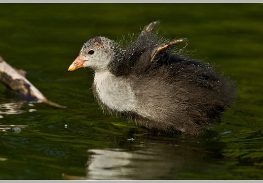 Blässhuhn (Fulica atra)