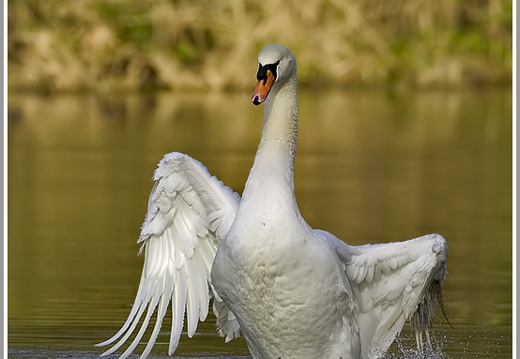 Höckerschwan (Cygnus olor)