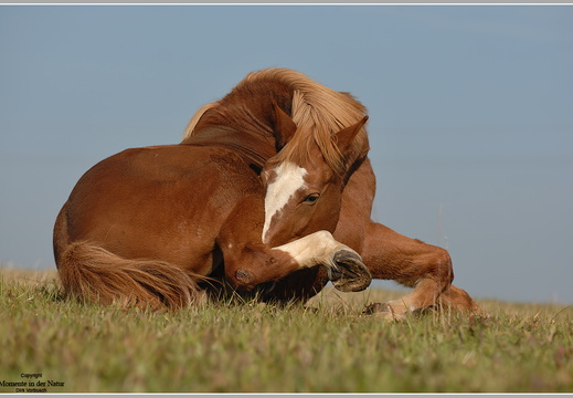 Hauspferd (Equus ferus caballus)