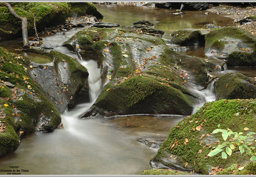 Ehrbachlamm im Herbst