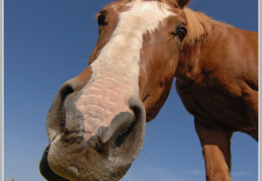 Hauspferd (Equus ferus caballus)