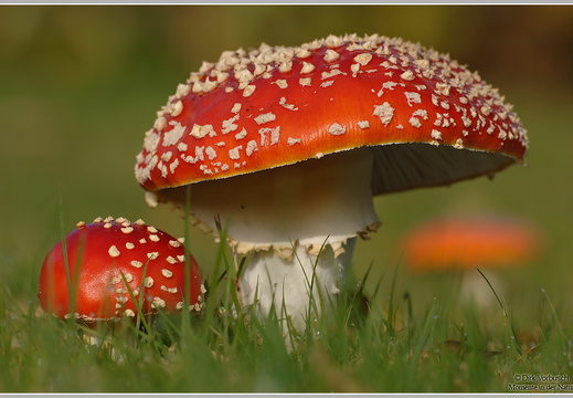 Fliegenpilz (Amanita muscaria)