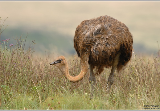 Afrikanischer Strauß (Struthio camelus)