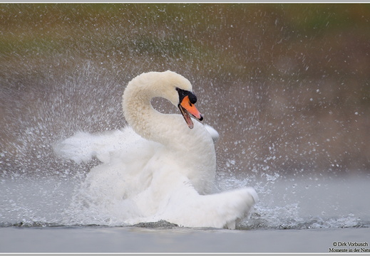 Höckerschwan (Cygnus olor) 
