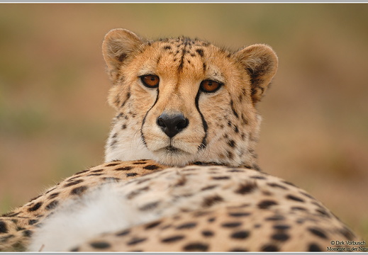 Gepard (Acinonyx jubatus)