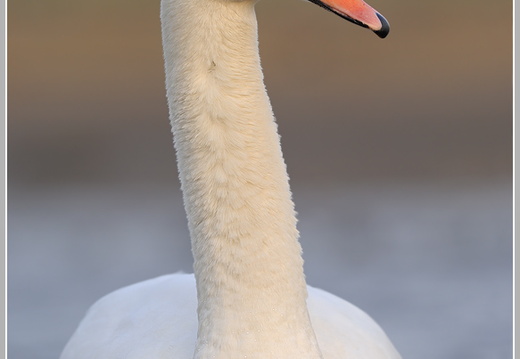 Höckerschwan (Cygnus olor)