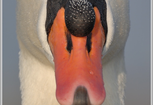 Höckerschwan (Cygnus olor)