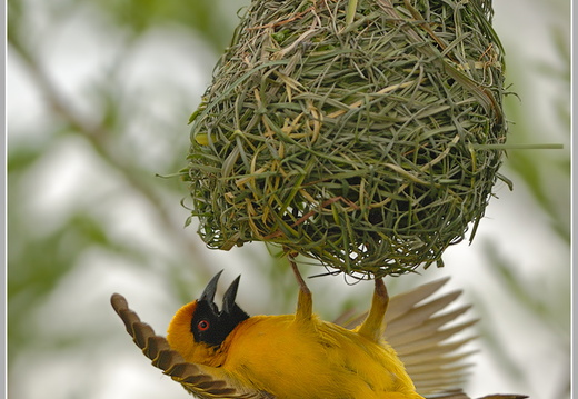 African Masked-weaver (Ploceus velatus), Webervogel
