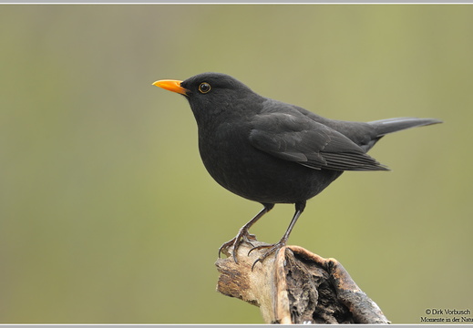 Amsel (Turdus merula)