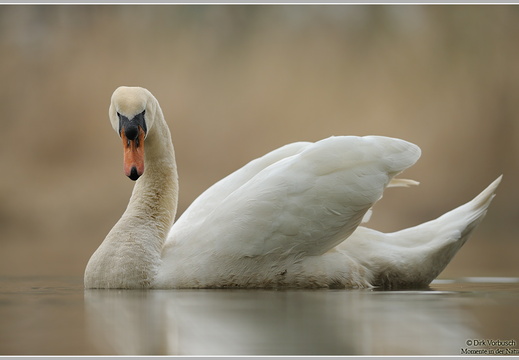 Höckerschwan (Cygnus olor)