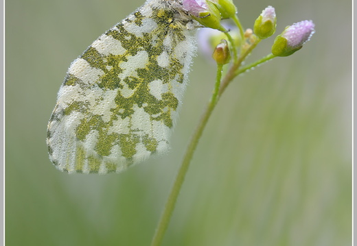 Aurorafalter (Anthocharis cardamines)