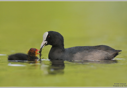 Blässhuhn (Fulica arta)