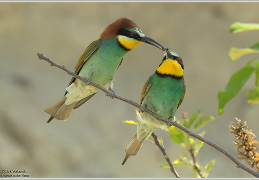 Bienenfresser (Merops apiaster)