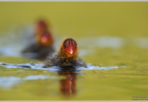 Blässhuhn (Fulica atra)