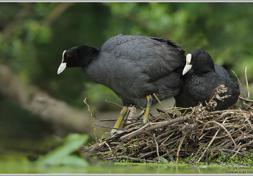 Blässhuhn (Fulica atra)