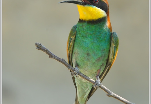 Bienenfresser (Merops apiaster)