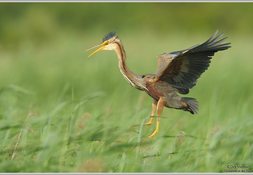 Purpurreiher (Ardea purpurea)
