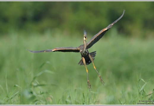 Purpurreiher (Ardea purpurea)