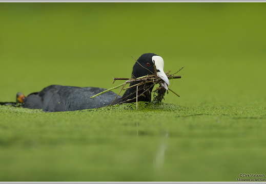 Blässhuhn (Fulica atra)