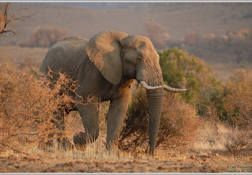Afrikanischer Elefant (Loxodonta africana)