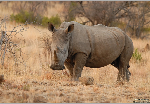Breitmaulnashorn (Ceratotherium simum)