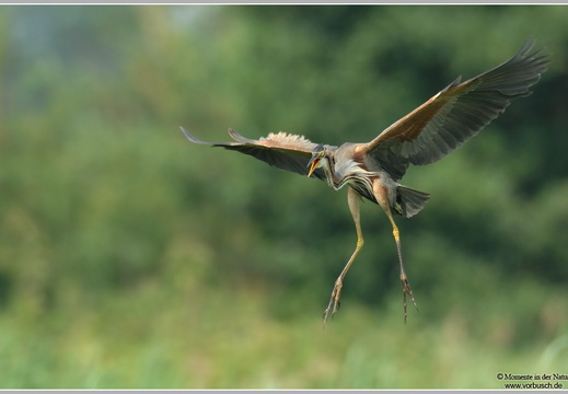 Purpurreiher (Ardea purpurea)