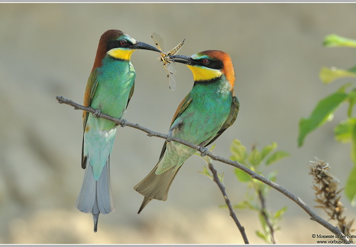 Bienenfresser (Merops apiaster)