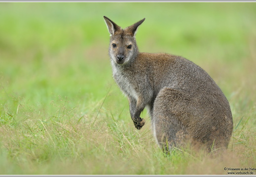Bennetkaenguruh (Wallabia rufogrisea)
