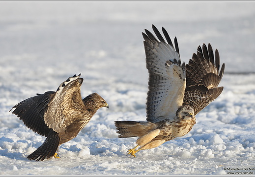 Mäusebussard (Buteo buteo)