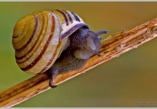 Garten-Bänderschnecke (Cepaea hortensis)