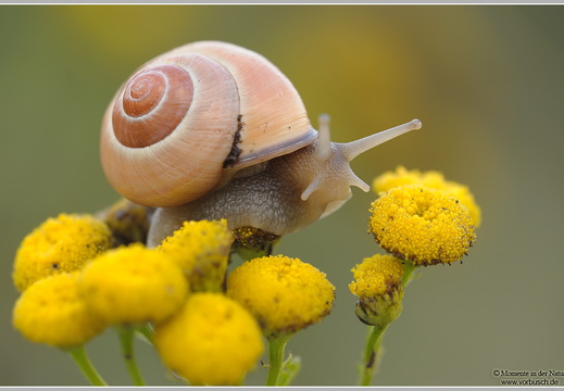 Garten-Bänderschnecke (Cepaea hortensis)