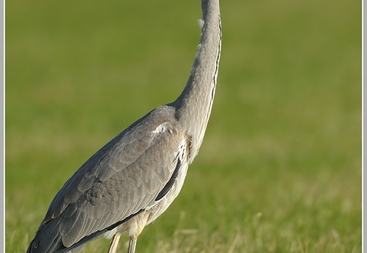 Graureiher (Ardea cinerea)