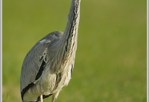 Graureiher (Ardea cinerea)