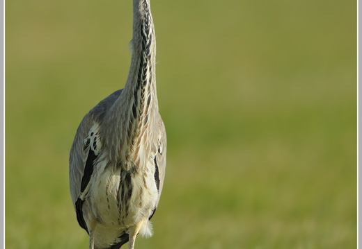 Graureiher (Ardea cinerea)