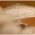 Beringter Schleimrübling (Oudemansiella mucida) 
