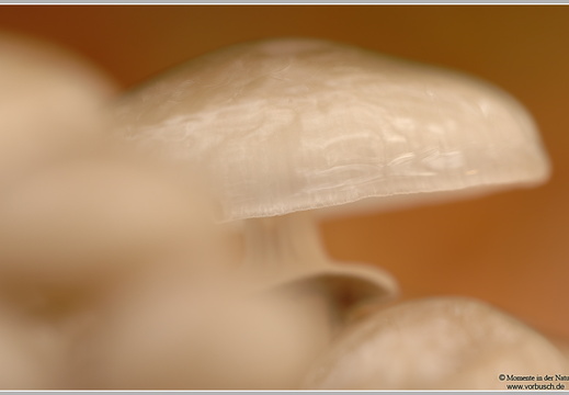 Beringter Schleimrübling (Oudemansiella mucida) 