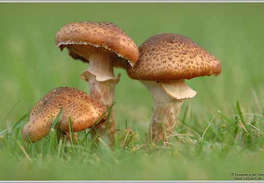Hallimasch (Armillaria sp.)