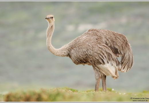 Afrikanischer Strauß (Struthio camelus)