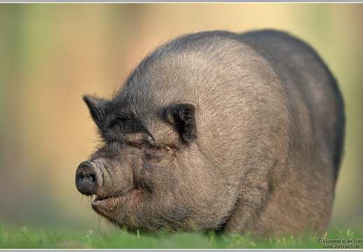 Hängebauchschwein