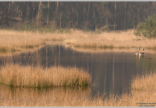 Heidemoor