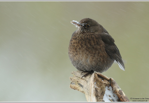 Amsel (Turdus merula)